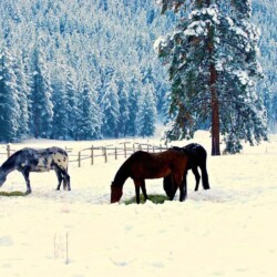 Horses Enjoying The Montana Snow